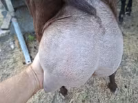 Billy Goat, Murcia-Granada goats — photo 1