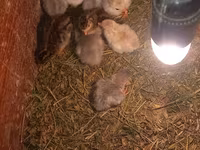 Chickens — Foto 1