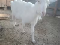 बकरी, Russian White goat — फ़ोटो 1