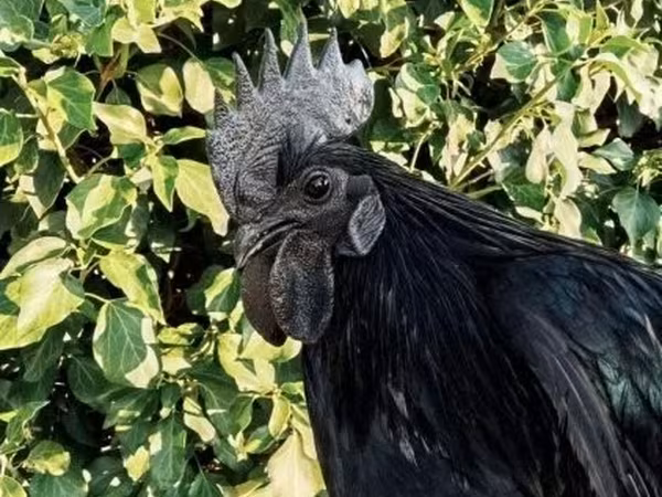 Ayam Cemani