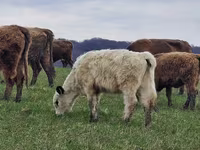 Vache, Vache galloise — photo 5