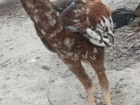Chickens — photo 3