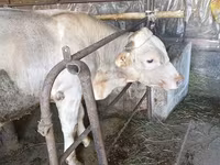 Taureau, Swiss cattle — photo 3