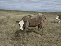 Vache, Vache kazakhe à tête blanche — photo 1
