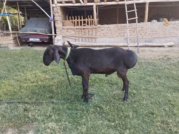 كبش, Arashan sheep