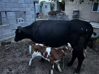 Vache, Latvian Blue cattle — photo 2
