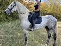 Cheval, Andalusian horse — photo 4