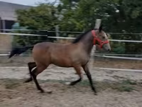 Кобила, Lipizzaner — фото 2