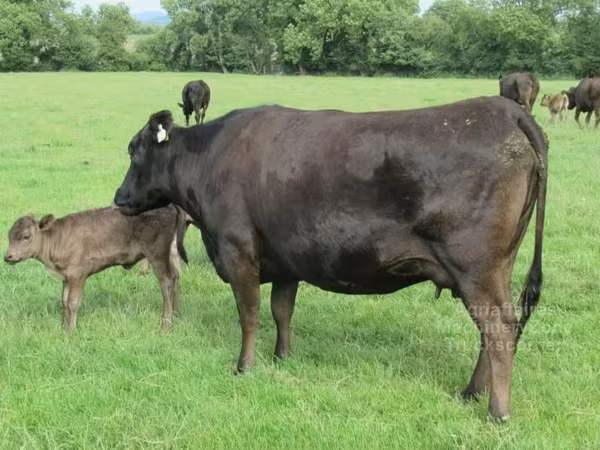 Vache, Wagyu