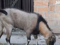 Ziegenbock, Nubian Goat — Foto 3