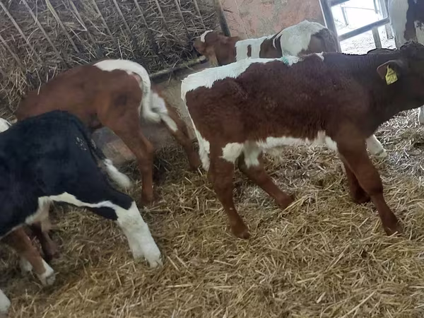 Taureau, Simmental cattle