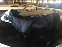 Kuh, Yaroslavl cattle — Foto 1