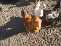 Chickens — Foto 3