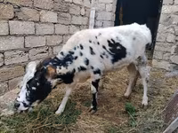 Krowa, Russian Black pied cattle — zdjęcie 3