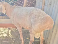 كبش, Rhon sheep — الصورة 4