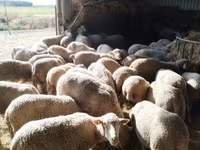Ovce, Ile-de-France sheep — foto 1