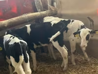 Býk, Russian Black pied cattle — foto 8