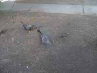 Bantam Japonesa — foto 4