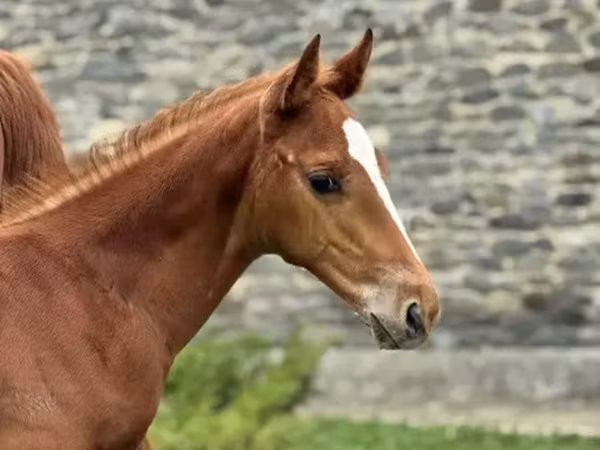 Kůň, Anglo-Arabian