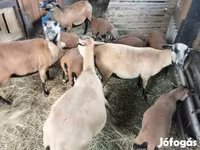 Schaf, Cameroon sheep — Foto 1