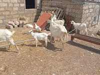 Chèvre, Toggenburg goat — photo 7