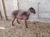 绵羊（批次，未指定性别）, Blackheaded Persian sheep — 照片 4