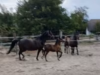 Кобила, Lipizzaner — фото 6