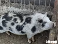 خنزير ذكر, Вьетнамская вислобрюхая — الصورة 1