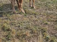Vache, Race Alatauskaya — photo 3