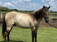Cheval, Rocky Mountain Horse — photo 5