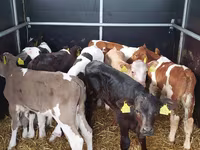 Bull, Simmental cattle — photo 1