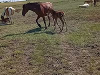 فرس, Kinsky horse — الصورة 7