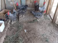 Chickens — foto 7