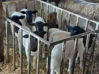 كبش, Dorper sheep — الصورة 5