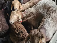 Kozel, Boer goat — foto 1