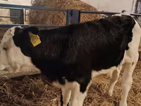 公牛, Simmental cattle — 照片 3