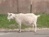 Koza, Russian White goat — zdjęcie 2