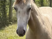 Cheval, Kentucky mountain daddle horse — photo 4