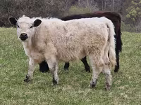 Vache, Vache galloise — photo 6