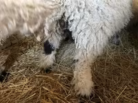 मेढ़ा, Wallis Country sheep — फ़ोटो 4