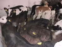 Taureau, Simmental cattle — photo 3