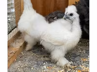 Seidenhuhn — Foto 1