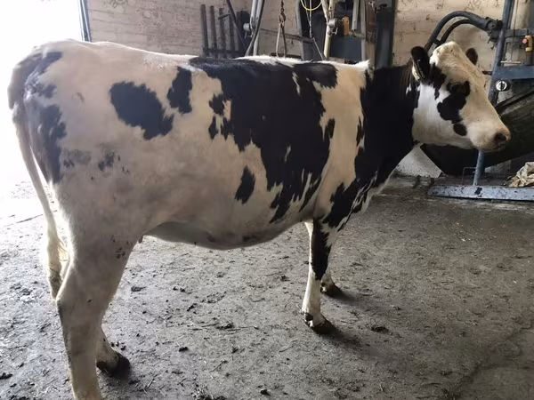 Vache, Ayrshire