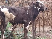 公牛, Red-spotted breed — 照片 8