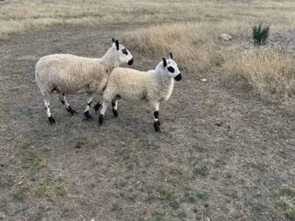 母羊, Cerry Hill sheep