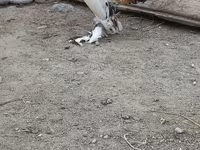 Chickens — Foto 4