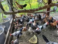 Holandský bantam — foto 3