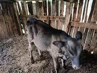 Taureau, Swiss cattle — photo 4