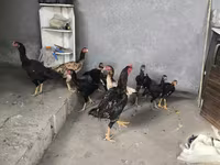 Chickens — Foto 6
