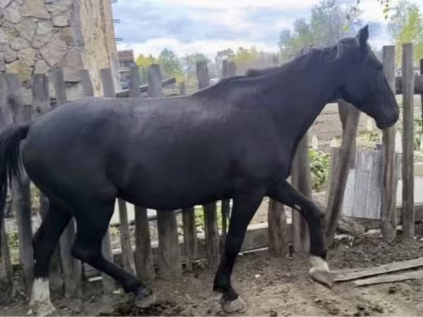 حصان, Kyrgyz Horse